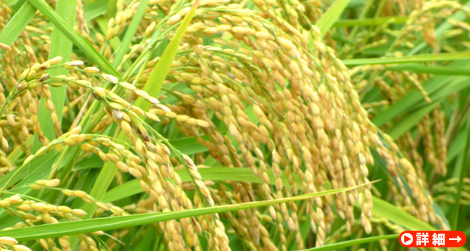 命を繋ぐ自家採種米『沿自然米』