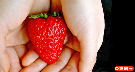 不可能と言われたからこそ誕生した。心と体がよろこぶ「きぼうのいちご」